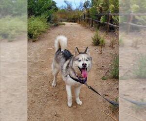 Siberian Husky Dogs for adoption in Chula Vista, CA, USA