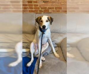 Mountain Cur-Unknown Mix Dogs for adoption in Baltimore, MD, USA