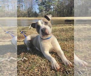 American Pit Bull Terrier Dogs for adoption in Fayetteville, GA, USA