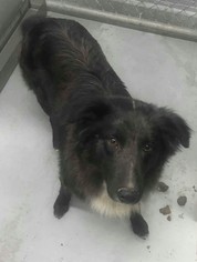 Collie-Unknown Mix Dogs for adoption in Fredericksburg, VA, USA