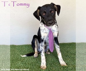 Border Collie-Unknown Mix Dogs for adoption in San Diego, CA, USA