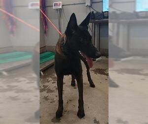 Mutt Dogs for adoption in Camarillo, CA, USA