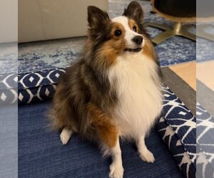 Mutt Dogs for adoption in Dublin, OH, USA