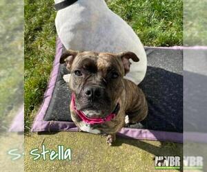 American Staffordshire Terrier-Boxer Mix Dogs for adoption in Woodinville, WA, USA