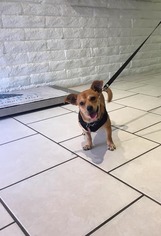 Chiweenie Dogs for adoption in Goodyear, AZ, USA