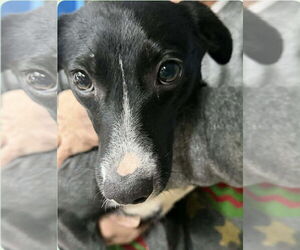 Border Collie-Unknown Mix Dogs for adoption in Aurora, IN, USA