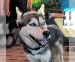 Siberian Husky Dogs for adoption in Omaha, NE, USA