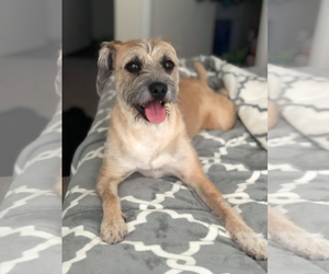 Border Terrier-Unknown Mix Dogs for adoption in Missouri City, TX, USA