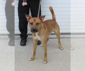 Black Mouth Cur-Unknown Mix Dogs for adoption in Louisville, KY, USA