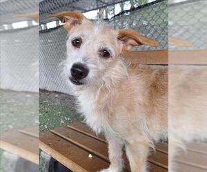 Chihuahua-Unknown Mix Dogs for adoption in Woodland, CA, USA