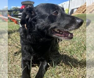 Mutt Dogs for adoption in Spring Hill, KS, USA