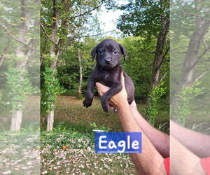 Boston Terrier-Unknown Mix Dogs for adoption in Aurora, IN, USA