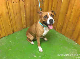 Boxer Dogs for adoption in Ocala, FL, USA