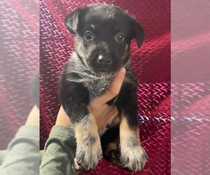 Mutt Dogs for adoption in Riverside, CA, USA