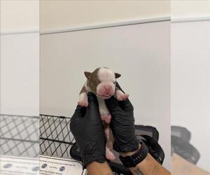 American Pit Bull Terrier-Unknown Mix Dogs for adoption in San Bernardino, CA, USA