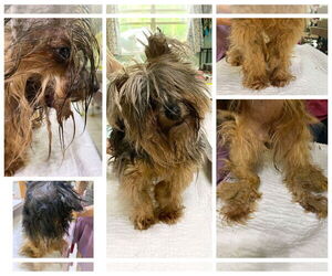 Mutt Dogs for adoption in Benton, LA, USA