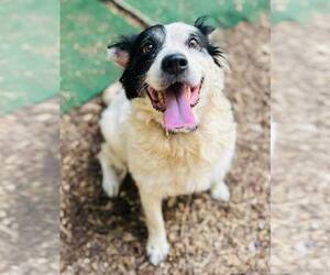 Mutt Dogs for adoption in Clarkesville, GA, USA
