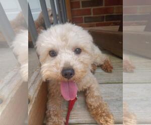 Maltese-Poodle (Toy) Mix Dogs for adoption in Alexandria, KY, USA