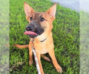German Shepherd Dog Dogs for adoption in Camarillo, CA, USA