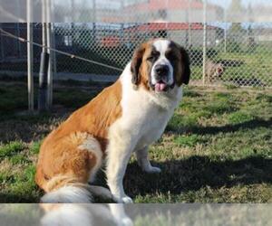 Saint Bernard Dogs for adoption in Modesto, CA, USA