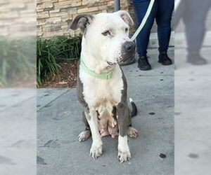 Mutt Dogs for adoption in St. Cloud, FL, USA