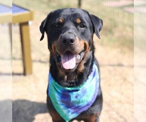 Rottweiler-Unknown Mix Dogs for adoption in San Antonio, TX, USA