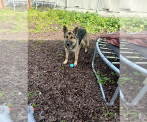 German Shepherd Dog Dogs for adoption in Woodland, CA, USA