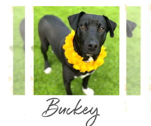 Labrador Retriever-Unknown Mix Dogs for adoption in Rockaway, NJ, USA