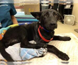 German Shepherd Dog Dogs for adoption in Riverside, CA, USA