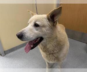 German Shepherd Dog-Unknown Mix Dogs for adoption in Orange, CA, USA