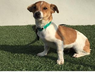 Medium Photo #1 Rat Terrier-Unknown Mix Puppy For Sale in Visalia, CA, USA