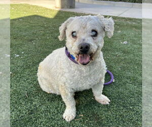 Poodle (Miniature)-Unknown Mix Dogs for adoption in Las Vegas, NV, USA