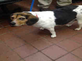 Beagle Dogs for adoption in Waynesville, NC, USA