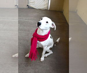 Great Pyrenees-Unknown Mix Dogs for adoption in McKinney, TX, USA