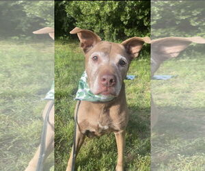 Chocolate Labrador retriever-Unknown Mix Dogs for adoption in Acworth, GA, USA