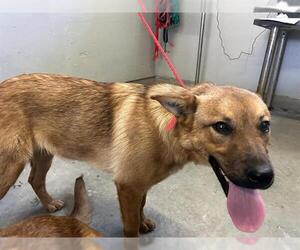 German Shepherd Dog Dogs for adoption in Camarillo, CA, USA