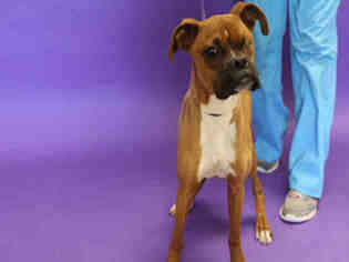 Boxer Dogs for adoption in Salt Lake City, UT, USA