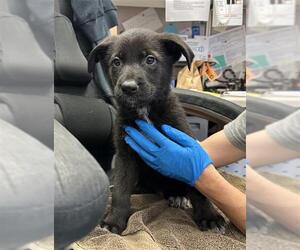German Shepherd Dog Dogs for adoption in Stockton, CA, USA