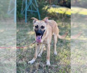 German Shepherd Dog-Unknown Mix Dogs for adoption in Royse City , TX, USA