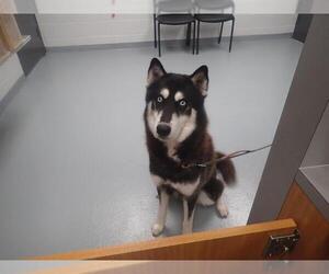 Siberian Husky Dogs for adoption in St. Cloud, FL, USA