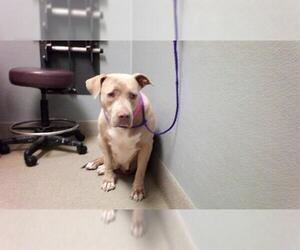 American Pit Bull Terrier-Unknown Mix Dogs for adoption in Las Vegas, NV, USA
