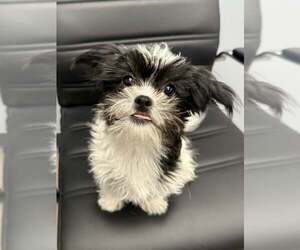 Mutt Dogs for adoption in Lee's Summit, MO, USA