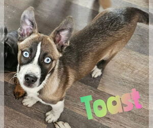 Huskies -Unknown Mix Dogs for adoption in Woodbury, NY, USA