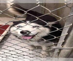 Alaskan Malamute Dogs for adoption in Lodi, CA, USA
