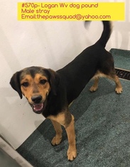 Black and Tan Coonhound-Unknown Mix Dogs for adoption in Chapmanville, WV, USA