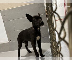 American Pit Bull Terrier-Unknown Mix Dogs for adoption in Augusta, GA, USA