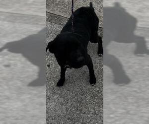 Labrador Retriever Dogs for adoption in Houston, TX, USA