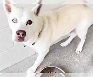 Siberian Husky-Unknown Mix Dogs for adoption in Houston, TX, USA