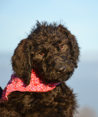 Labradoodle Dogs for adoption in Hockessin, DE, USA