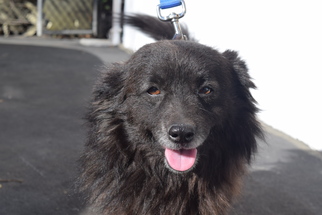 Pomeranian Dogs for adoption in West Hollywood, CA, USA